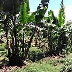 Ban Suan Sukjai Mae Sariang