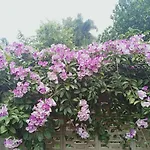Parsakhome