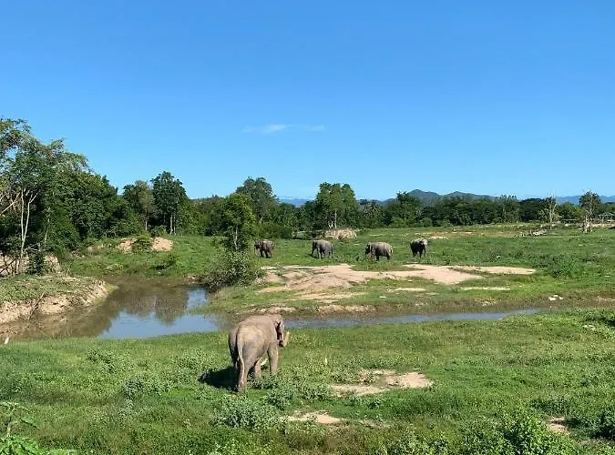 I Love Phants Lodge
