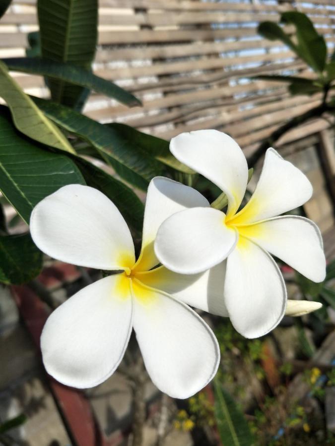 Teak * Thoeng