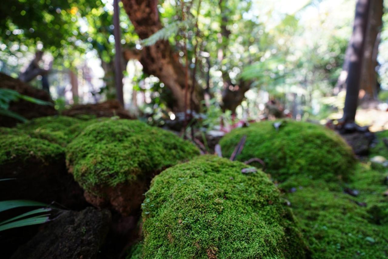 Treescape Chiangmai