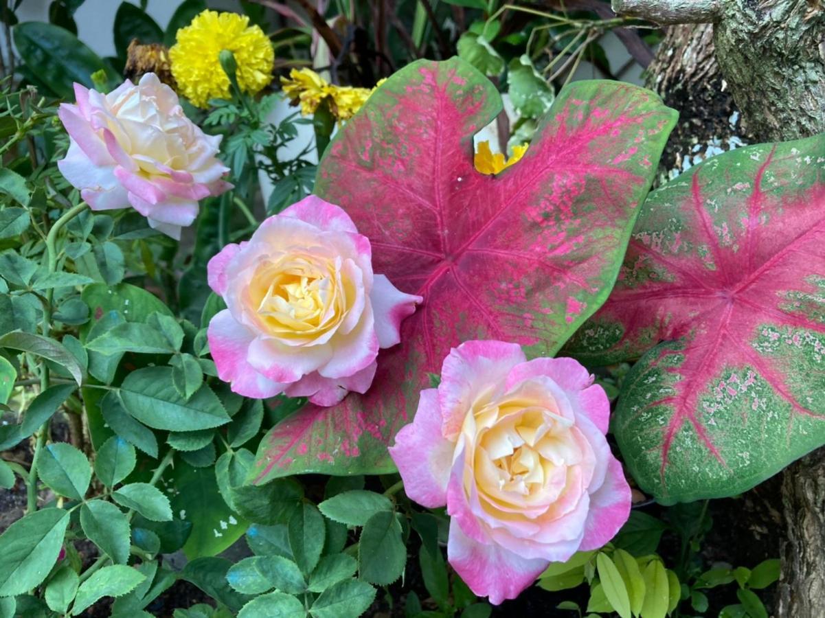 Ekman Garden Sichon