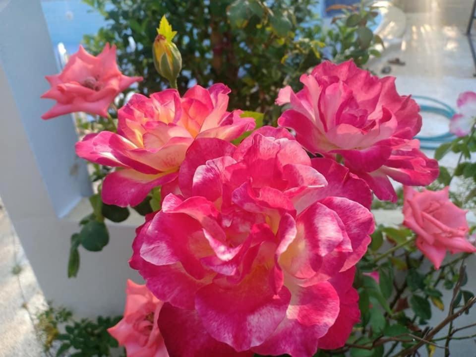 Ekman Garden
