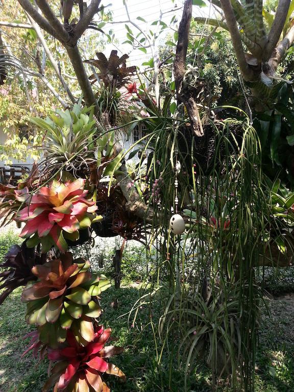 Pallada Bromeliads Garden And * Mae Rim