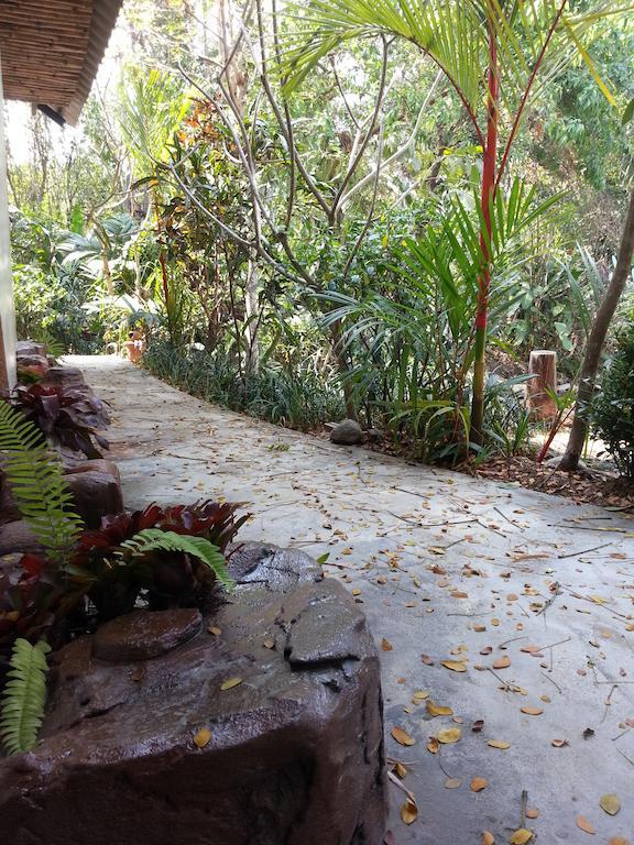Pallada Bromeliads Garden And * Mae Rim