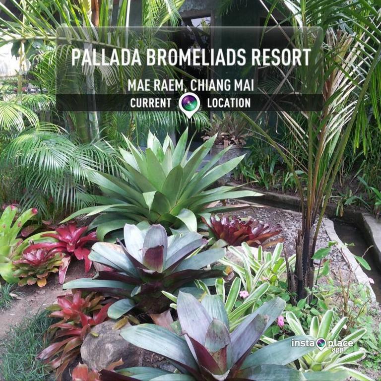 Pallada Bromeliads Garden And Farm stay Mae Rim