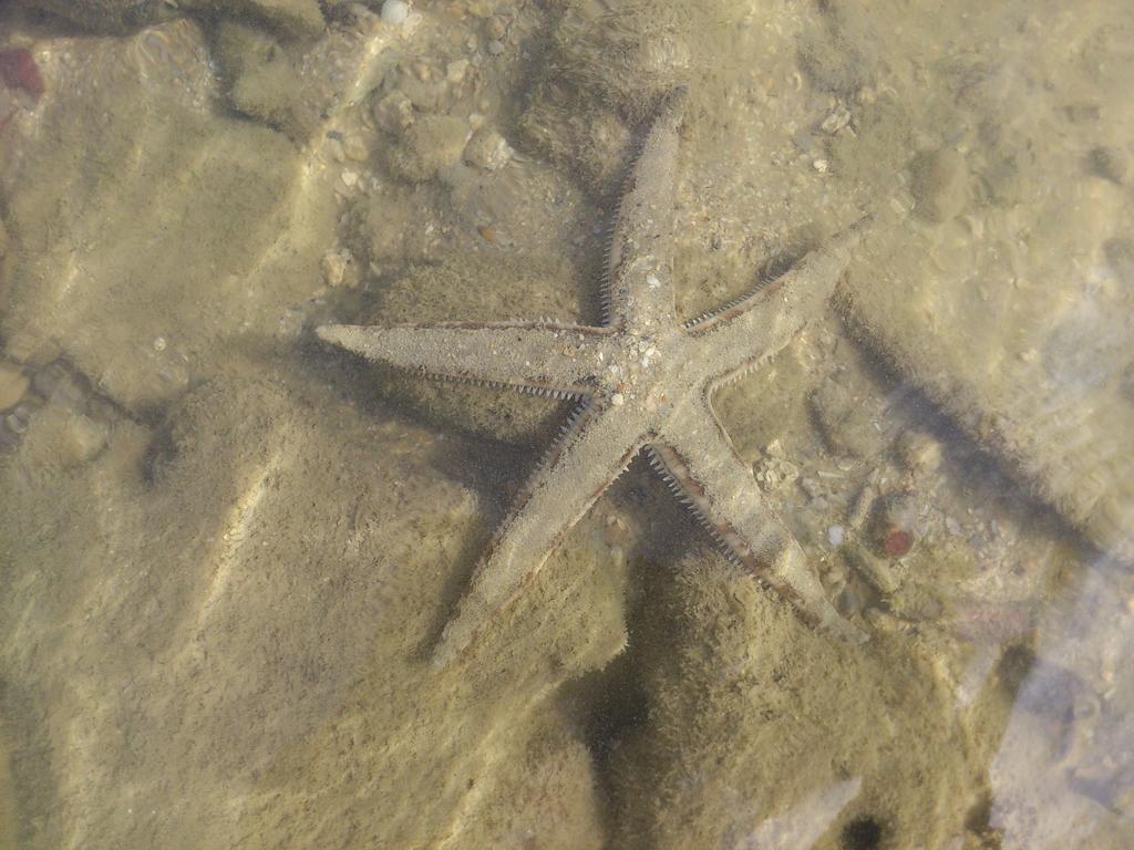 Pine * Krabi