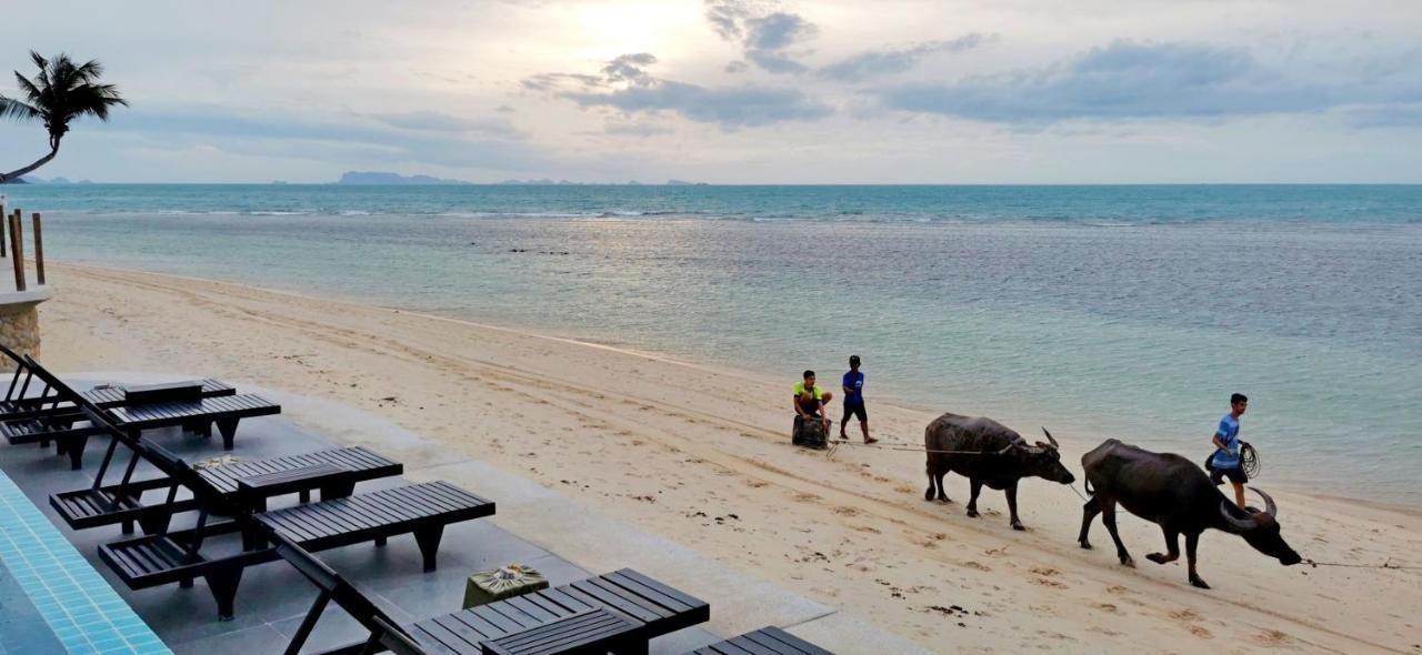 Mimosa & Koh Samui