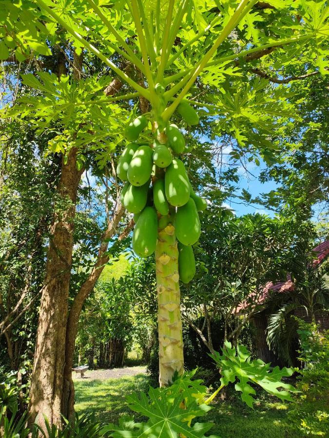 Thai-bamboo 3*