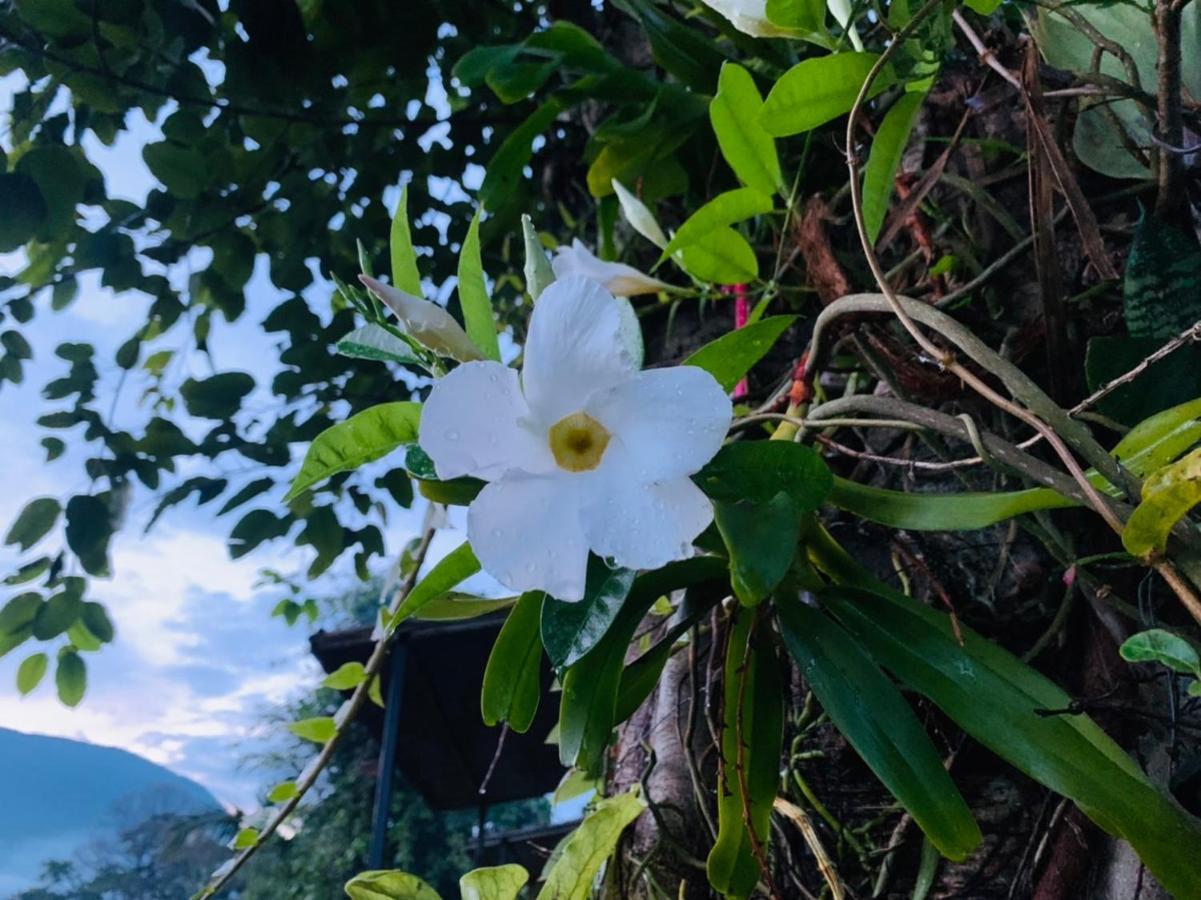 Krathom Doi Luang Chiang Dao