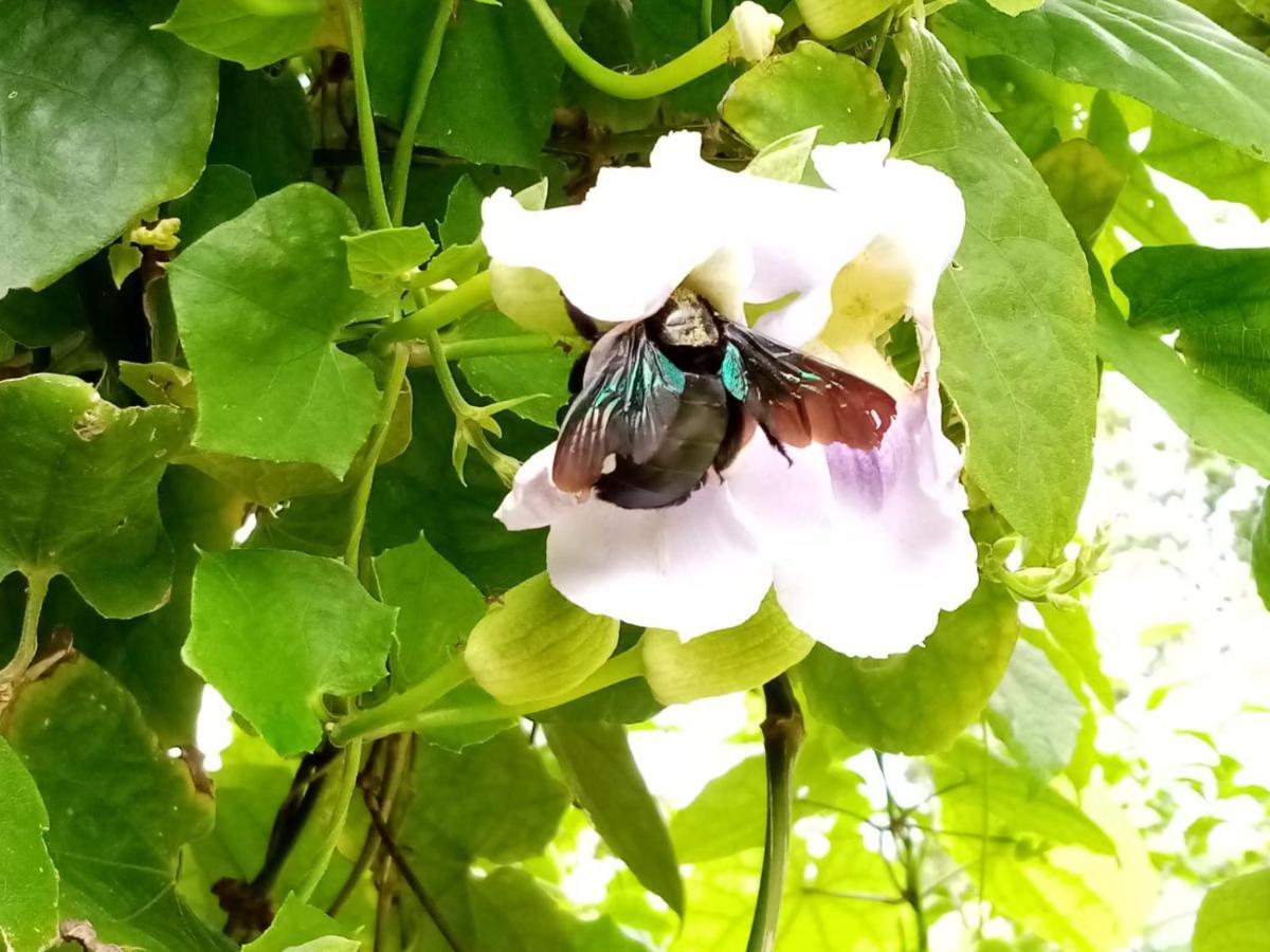 Resort Jasmin Garden Koh Kood Ko Kut