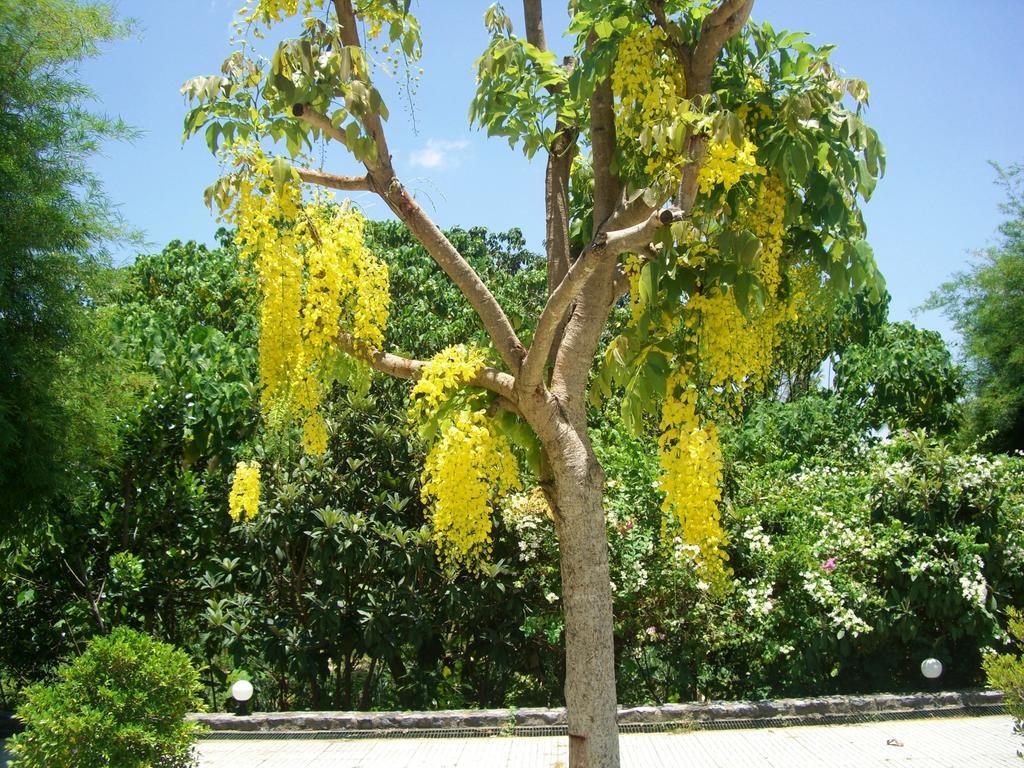 Pictory Garden Sattahip