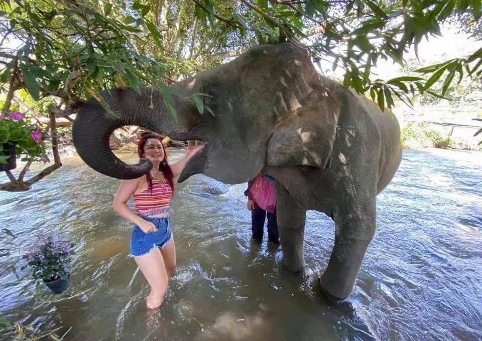 3 Pok Maewang Jinxiang Gold Elephant Park Homestay Mae Wang