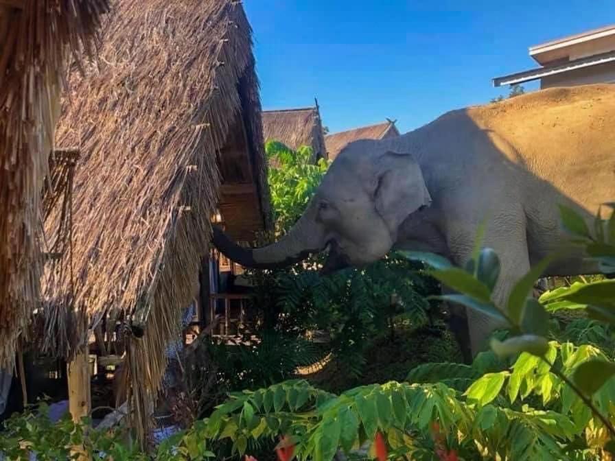 Homestay 3 Pok Maewang Jinxiang Gold Elephant Park