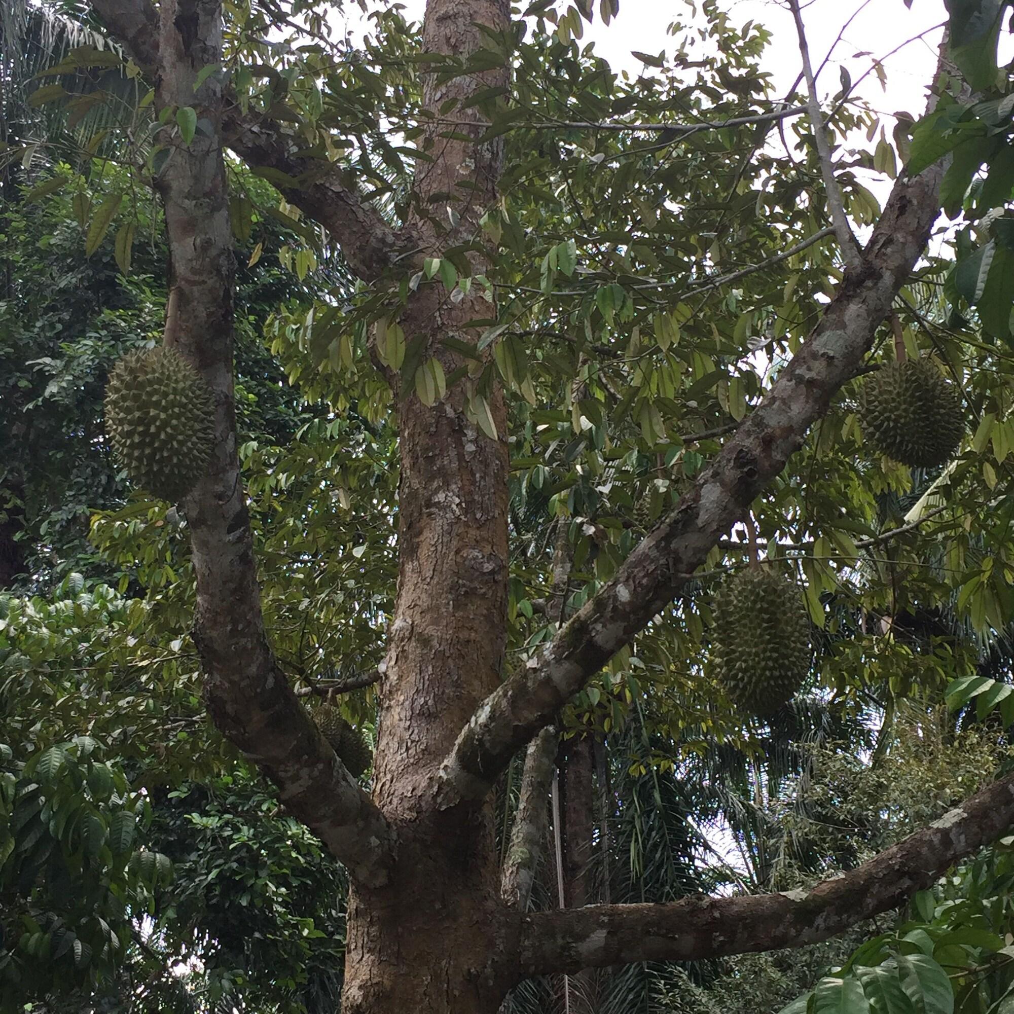 The Fong Krabi