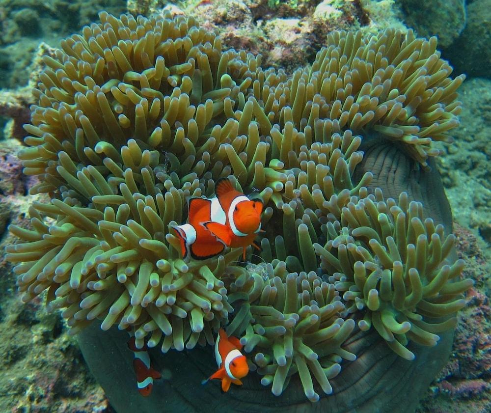 Resort Moons Koh Lipe