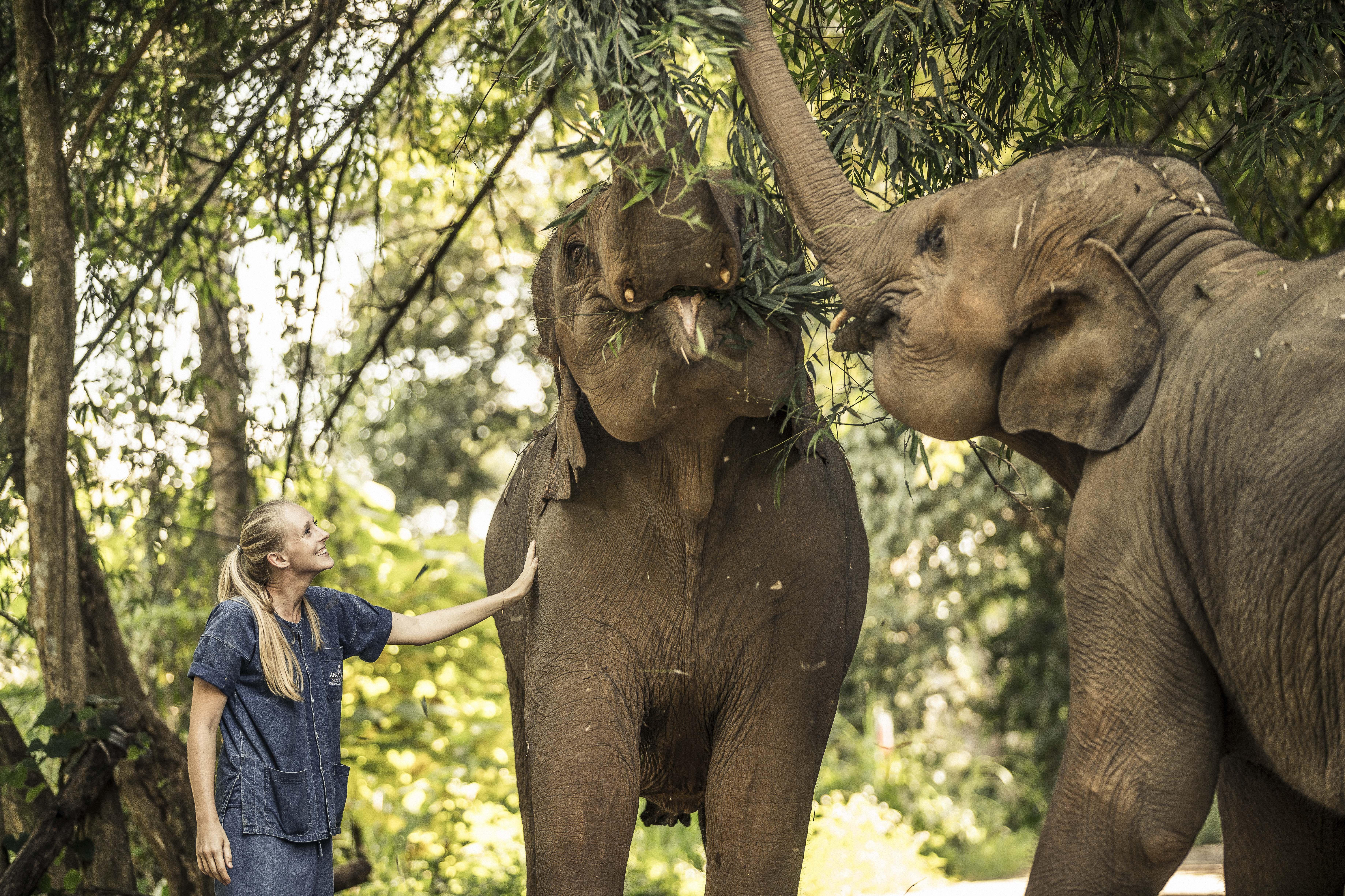 Anantara Golden Triangle Elephant Camp & Resort 5*
