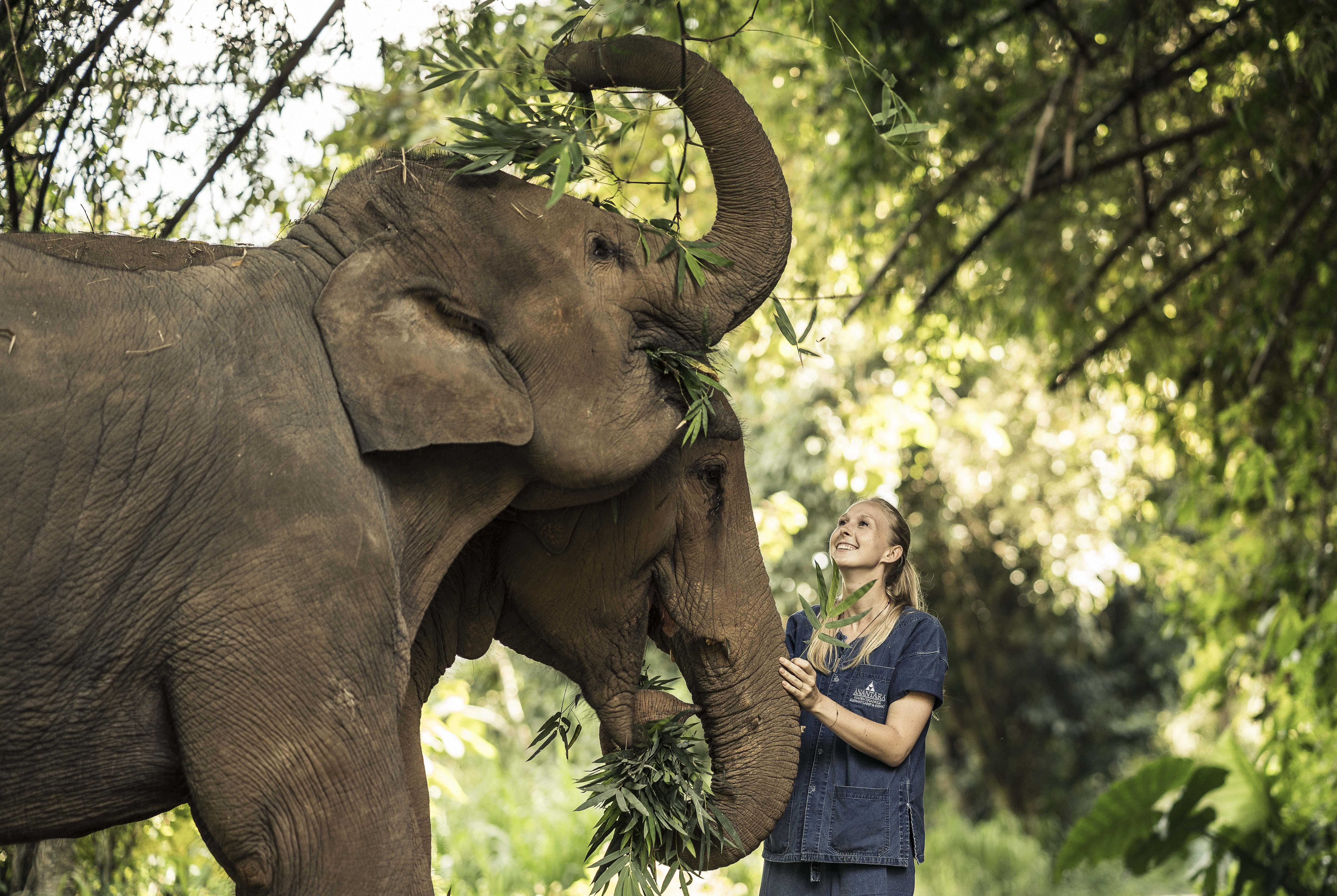 Resort Anantara Golden Triangle Elephant Camp & 5*