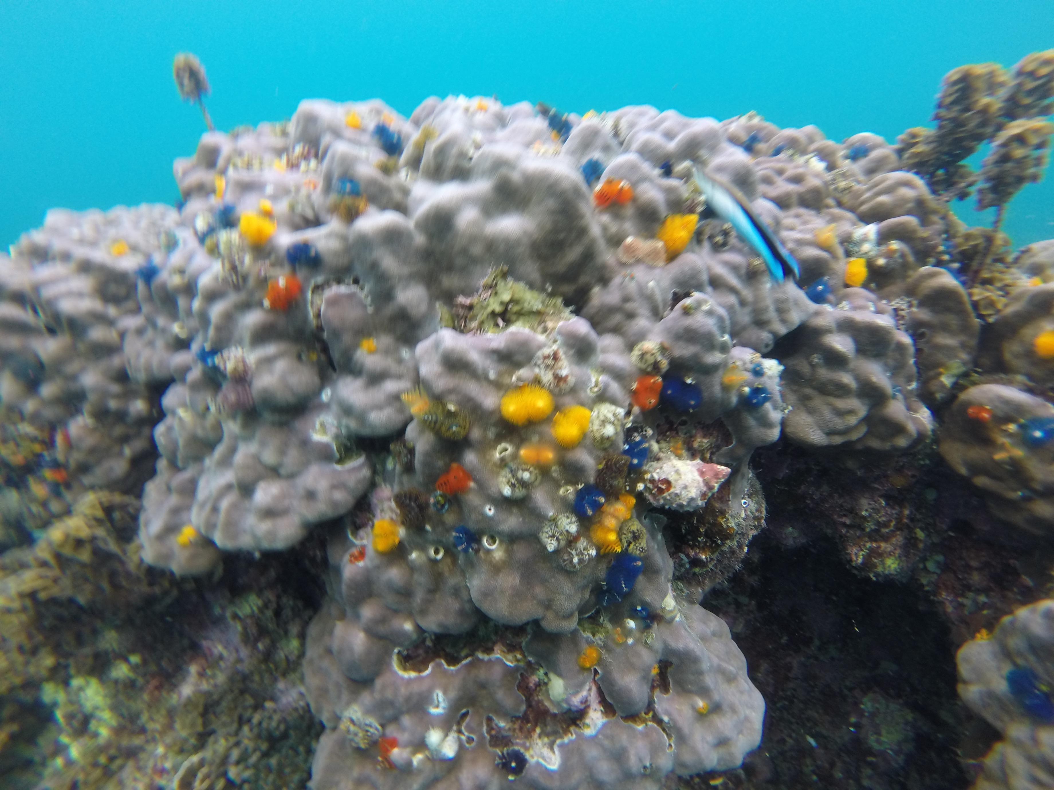 Coral View 3*