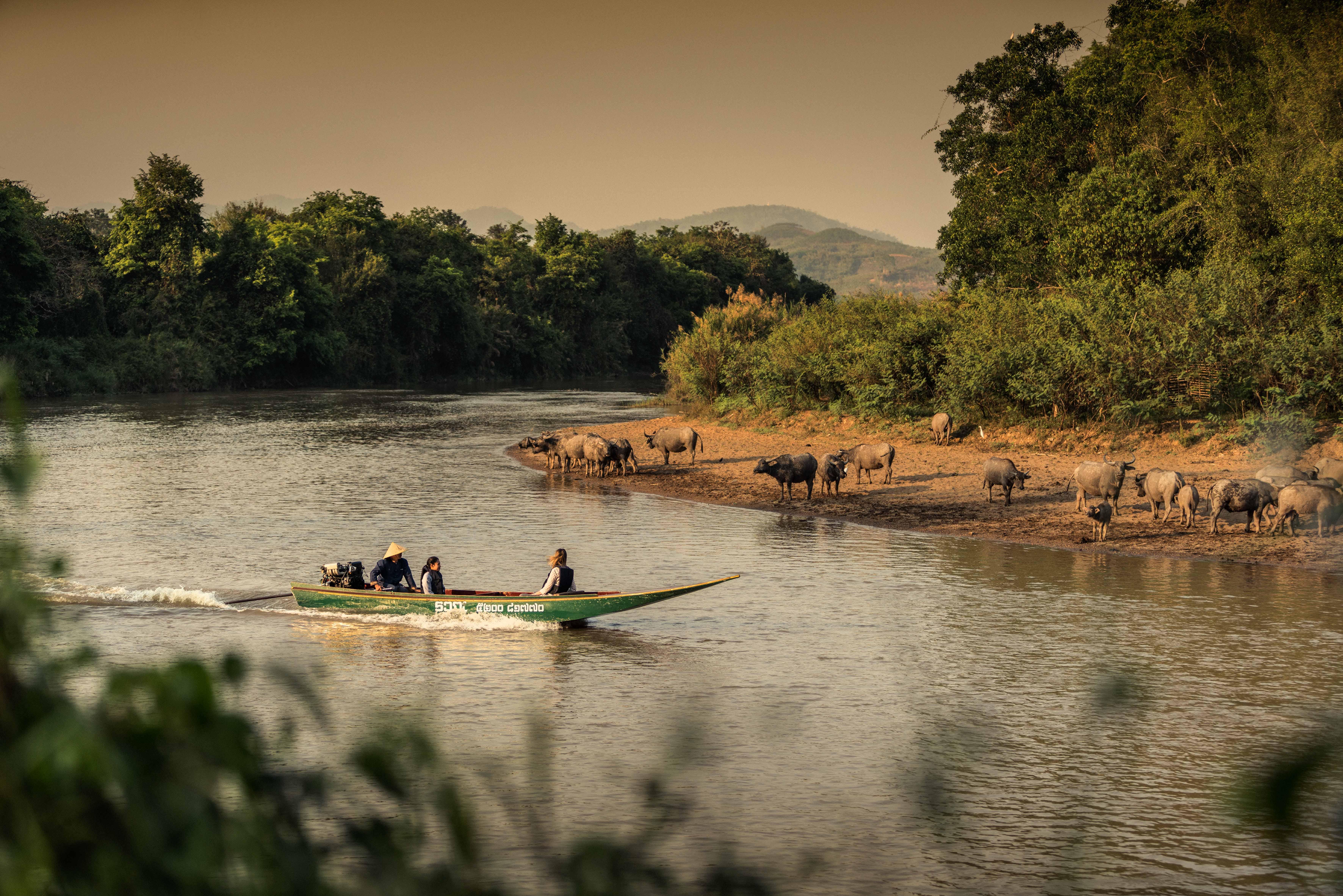 Resort Four Seasons Tented Camp Golden Triangle