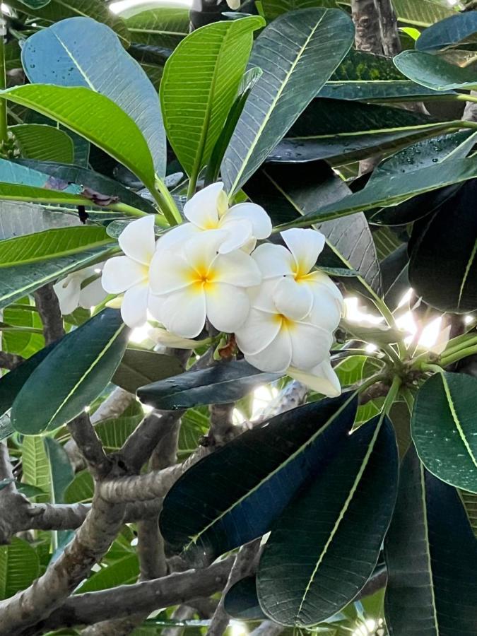 Pearl Of Samui