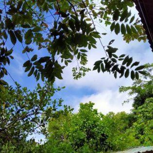 Suankafae สวนกาแฟรีสอร์ท Surat Thani