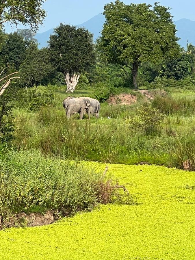 Resort I Phants