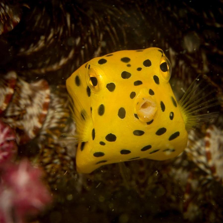 Adang Sea Divers & Eco Lodge *