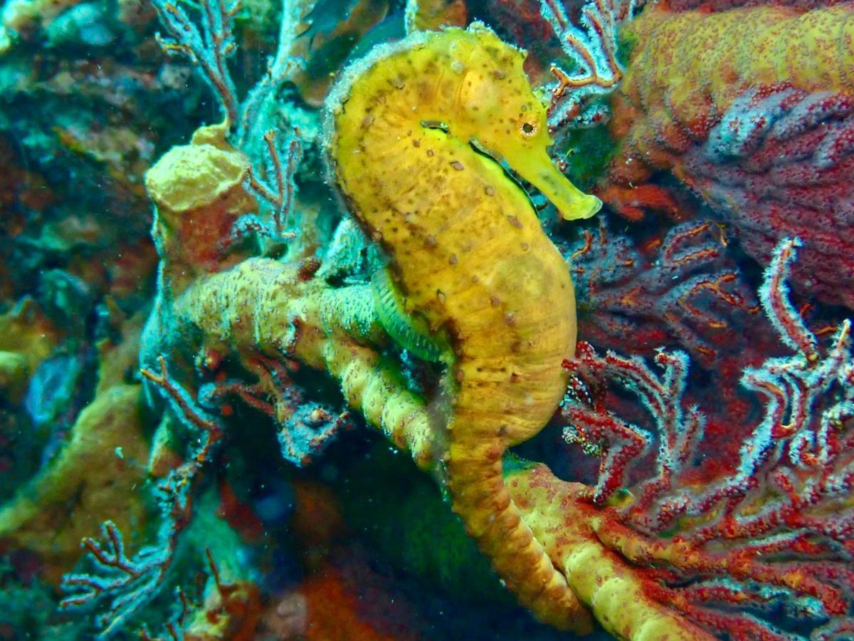 Adang Sea Divers & Eco Lodge Lodge Koh Lipe