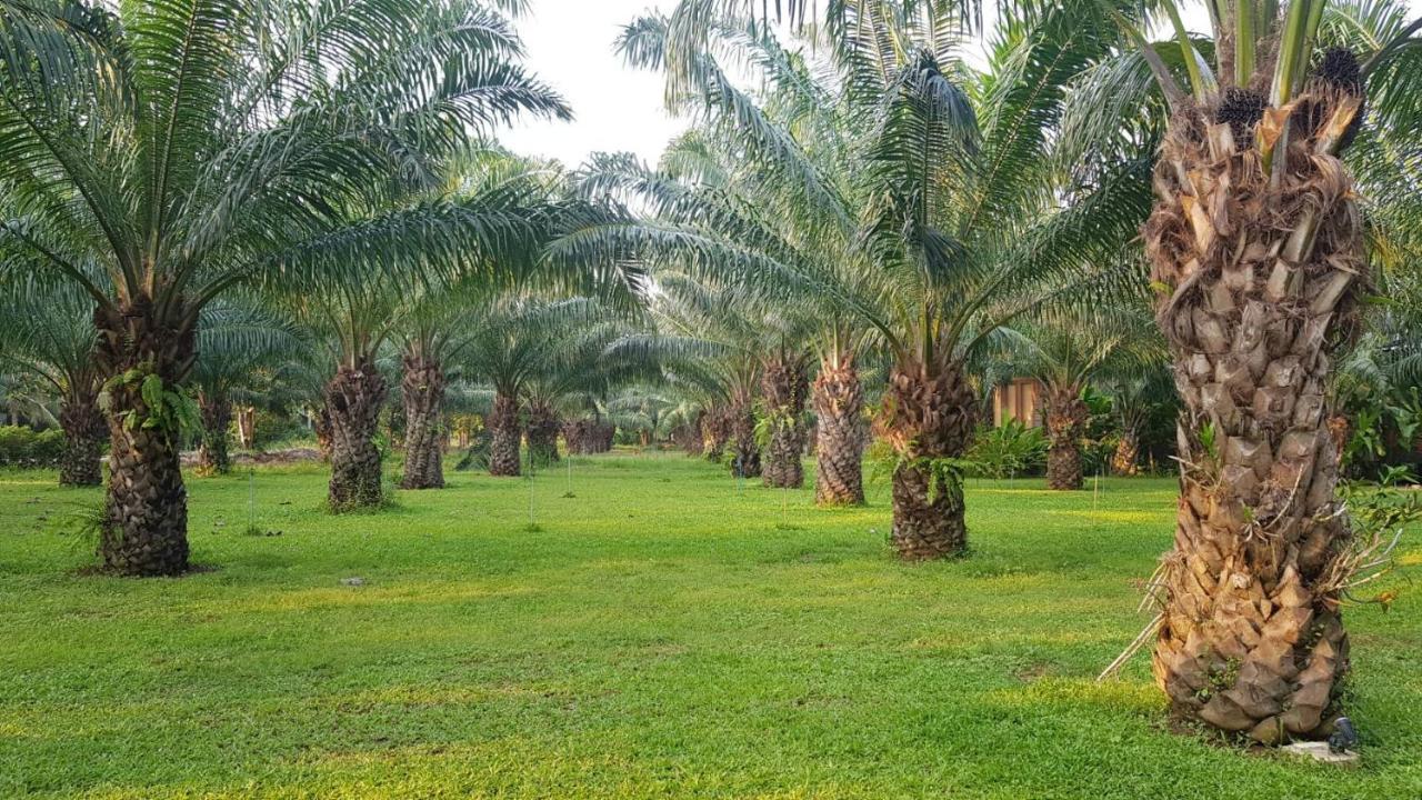 Palm Pran Pran Buri