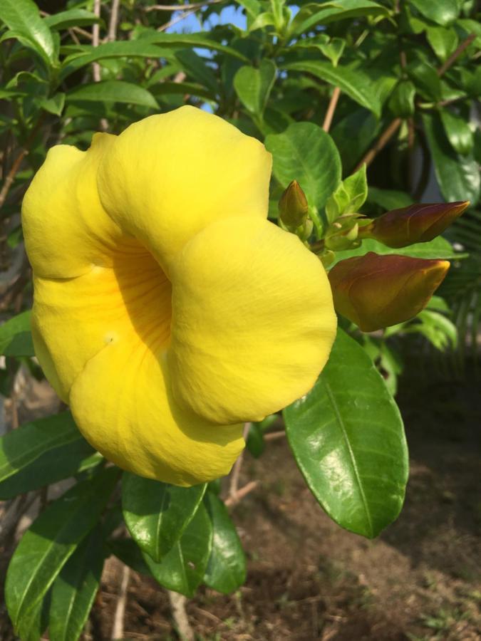 Homestay Samui Garden