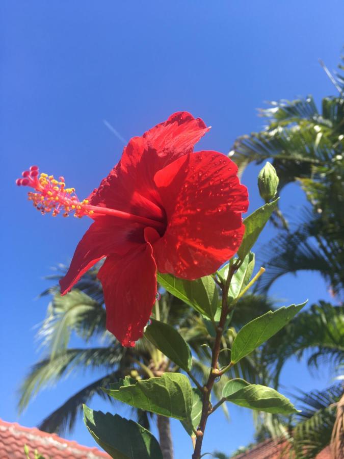Samui Garden *