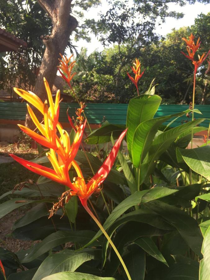 Samui Garden *