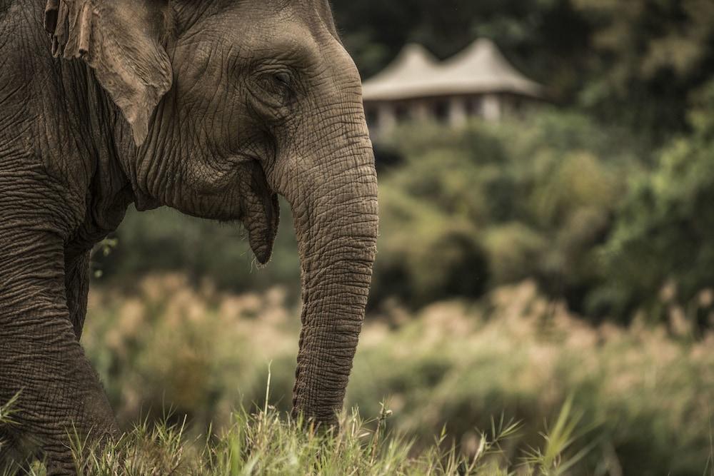 Four Seasons Tented Camp 5*