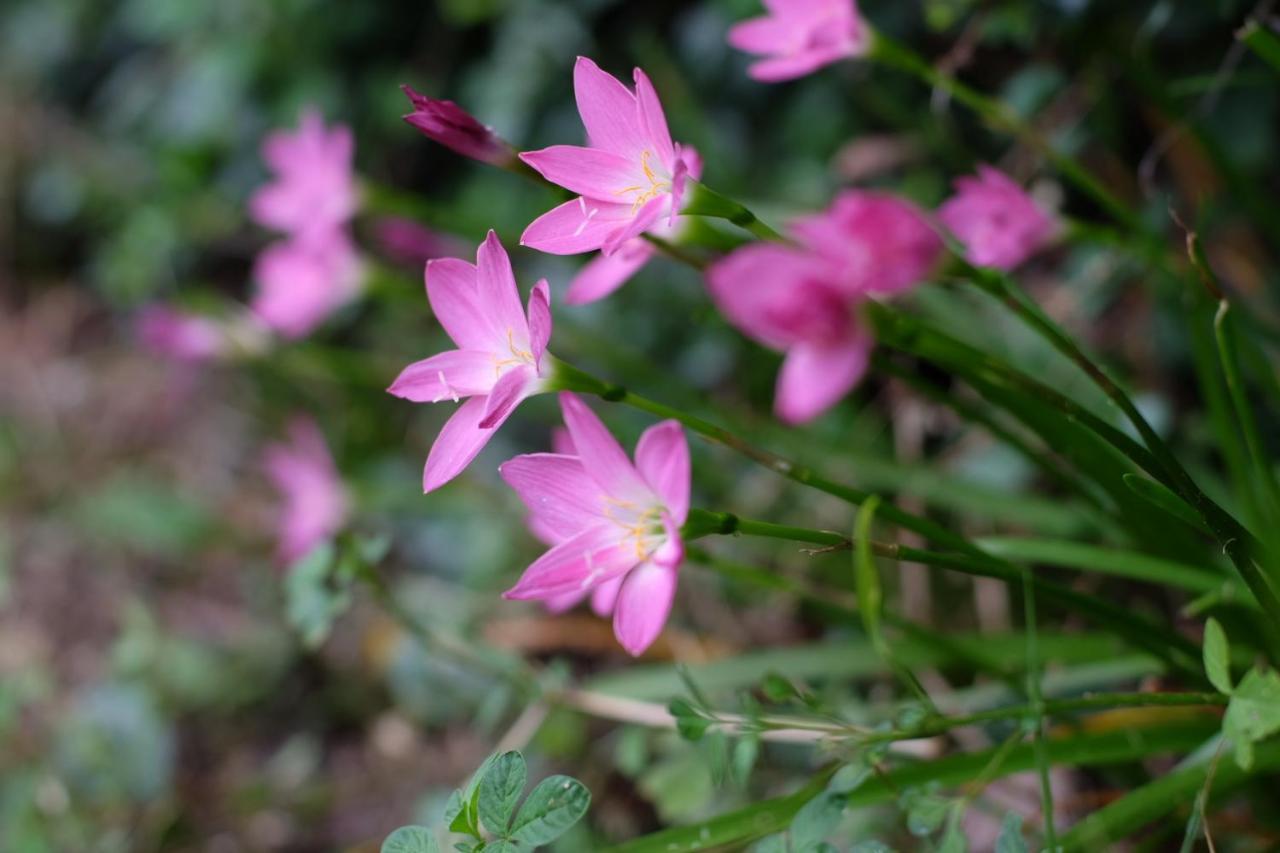 Jasmine 2* Buriram