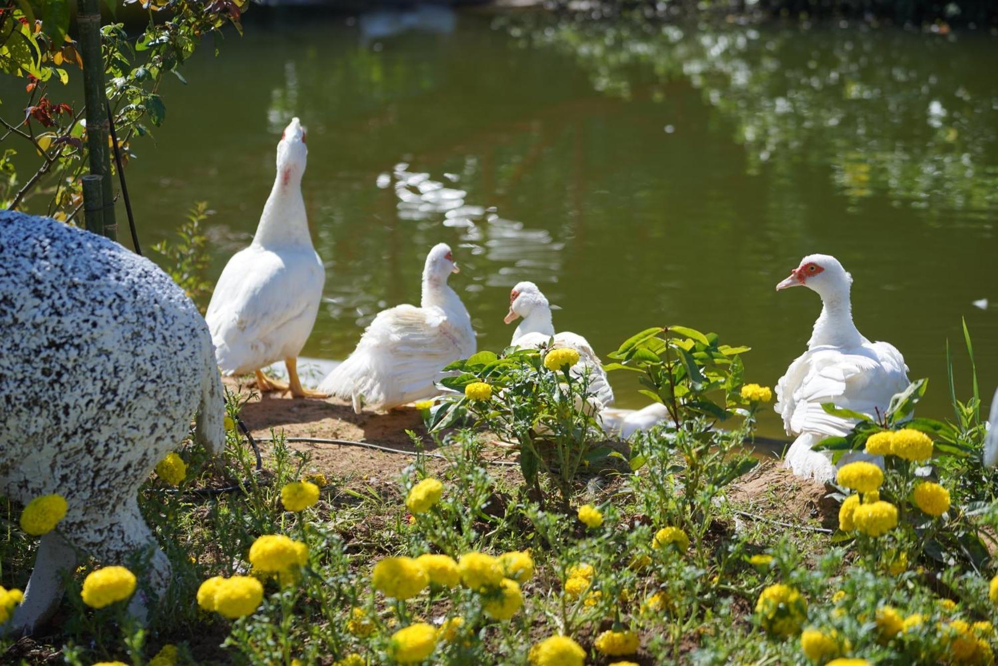 Baan Pingkan Wellness San Kamphaeng