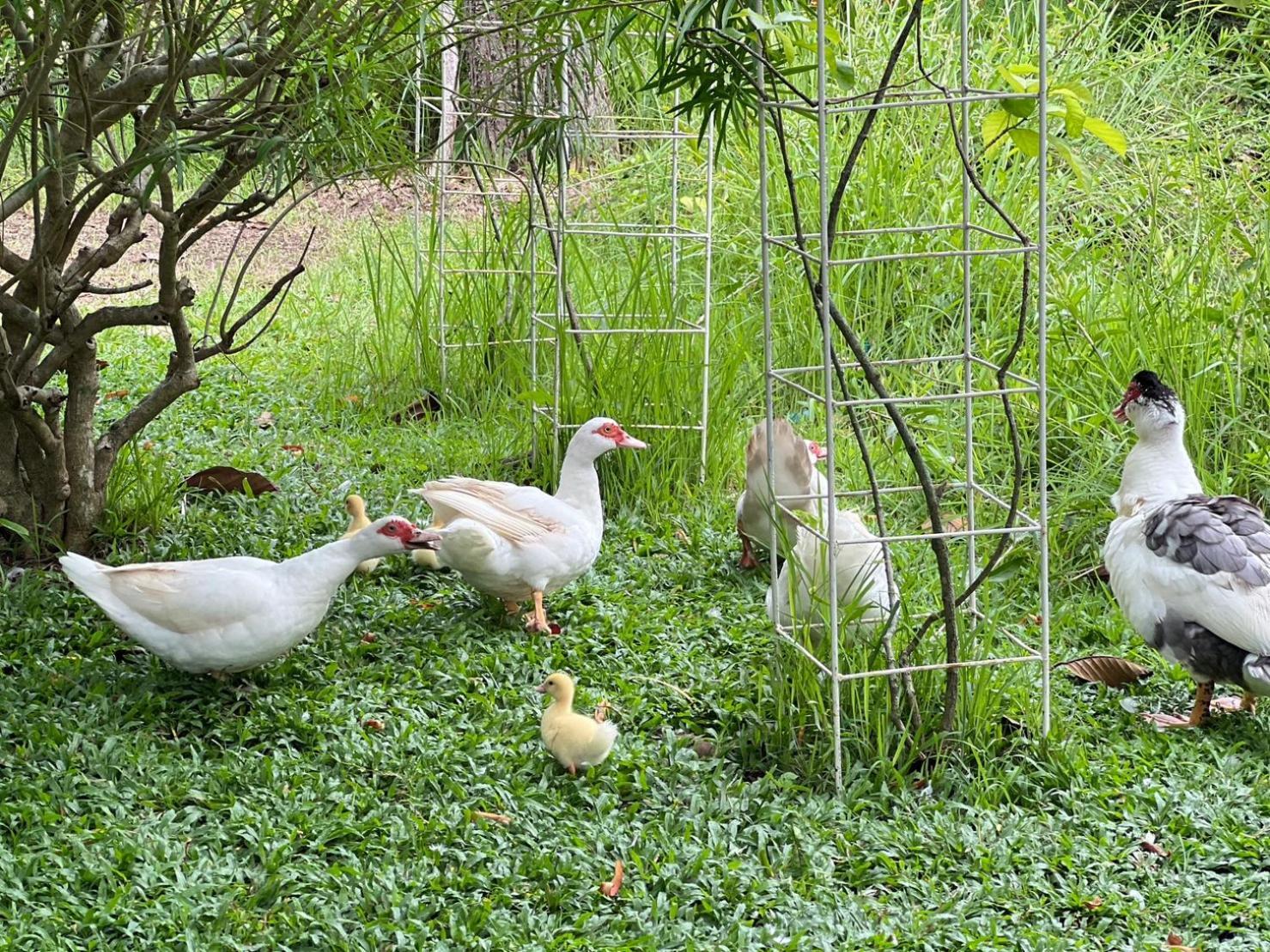 Baan Pingkan Wellness Hotel San Kamphaeng