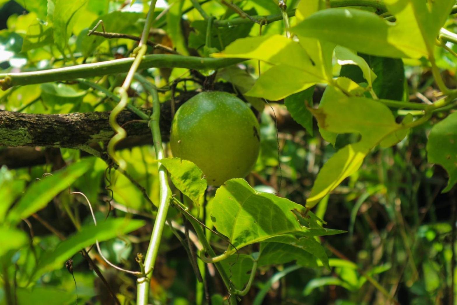Hillhouse - Ko Yao Noi
