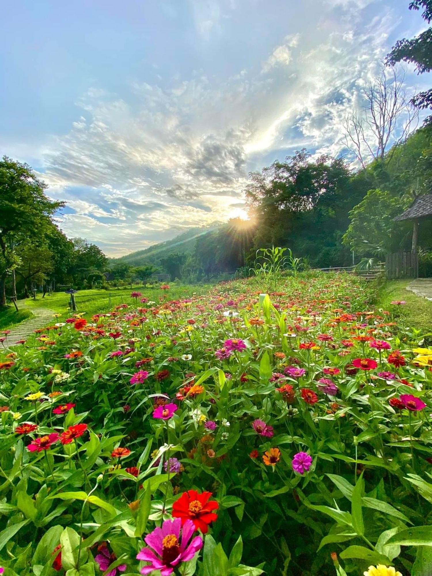 Fern Resort