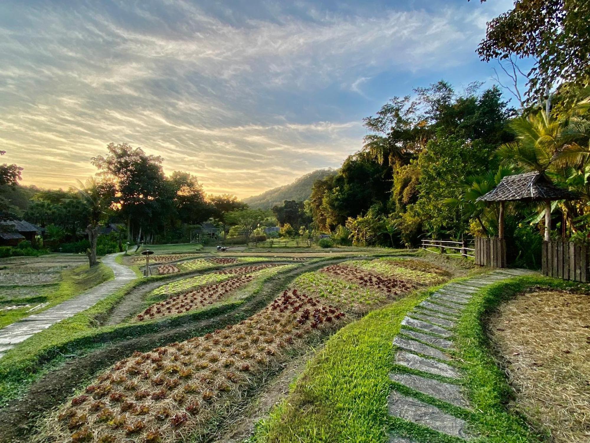 Fern Resort