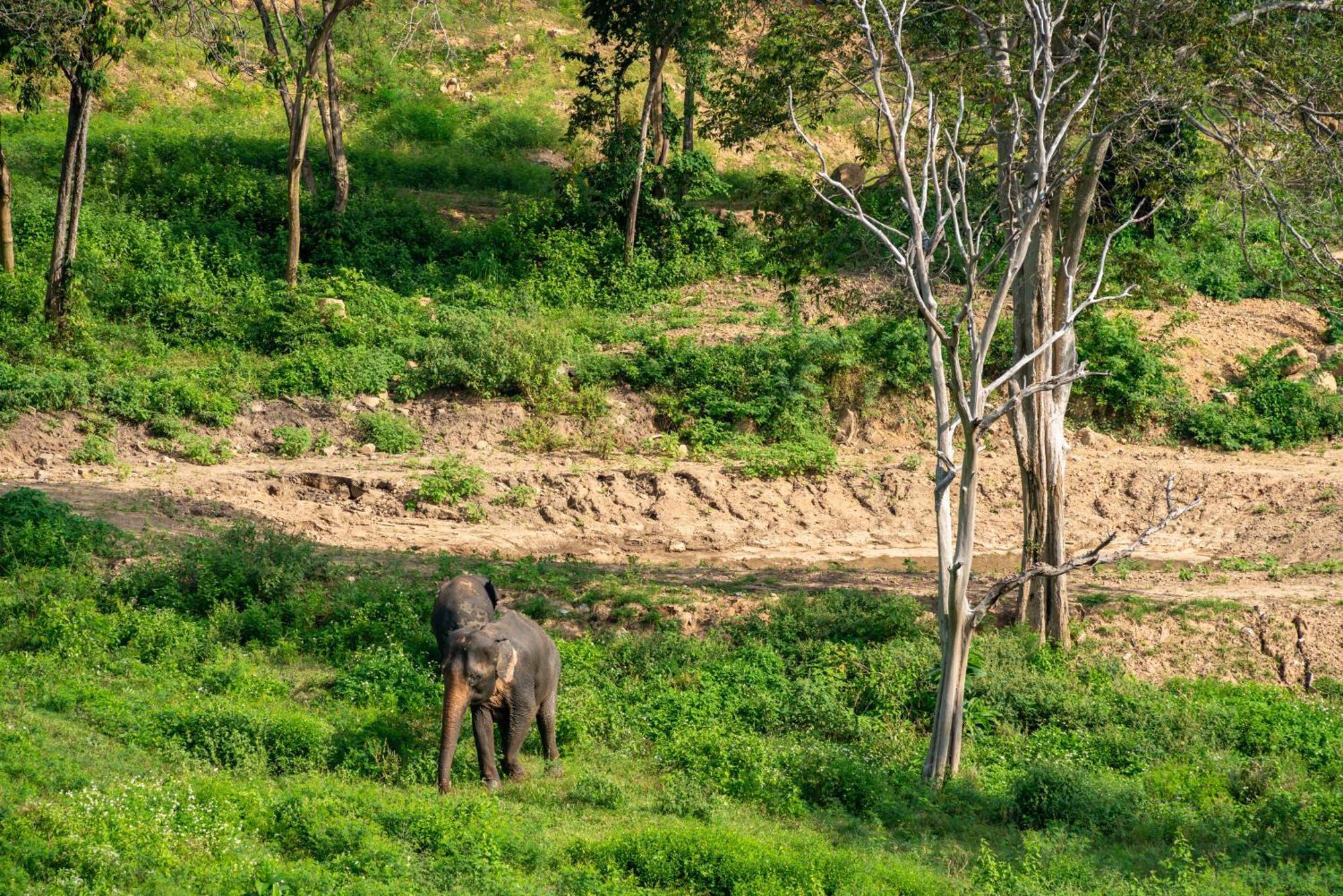 Wild Elephant Sanctuary Amphoe Koksamui