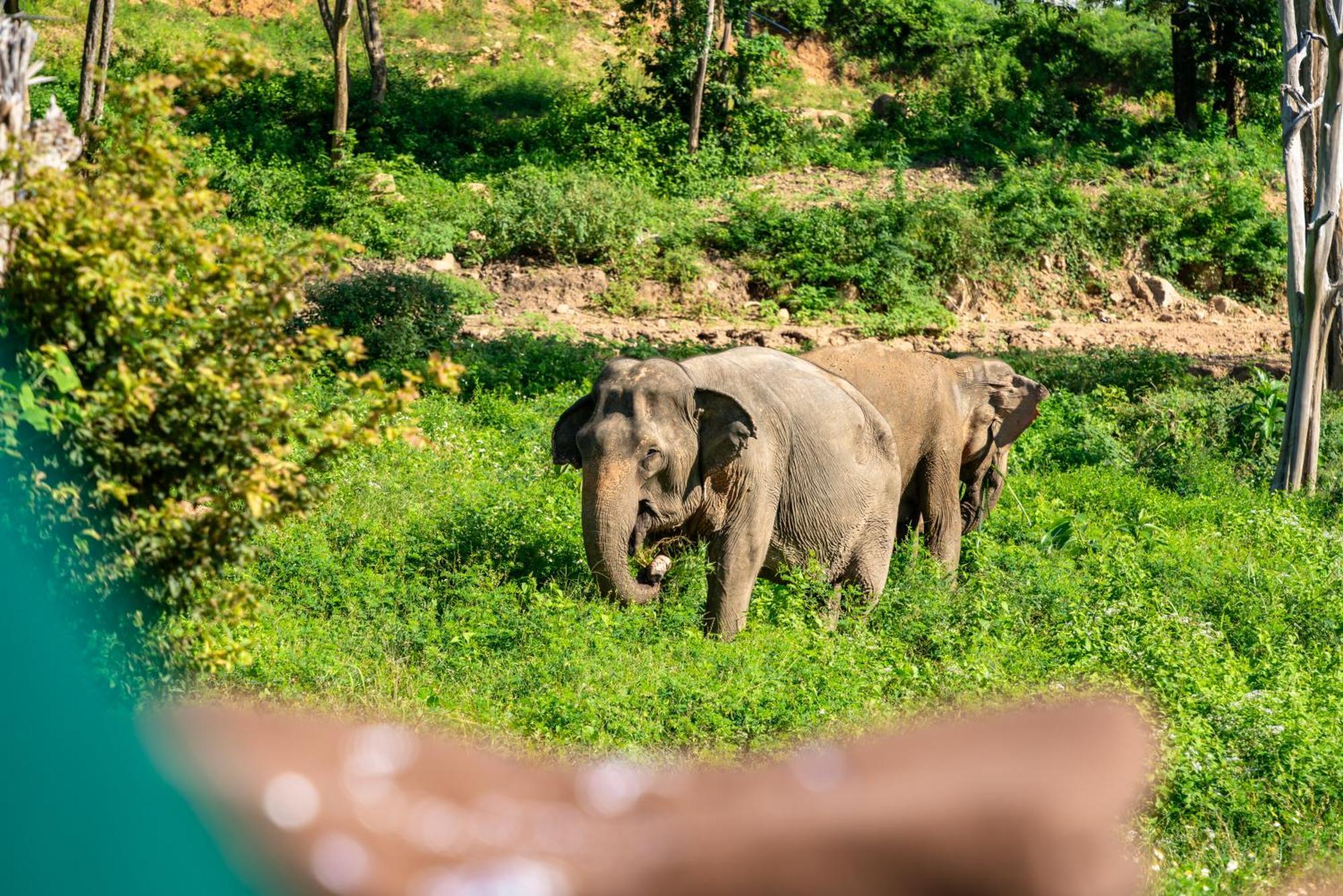 Wild Elephant Sanctuary 5*