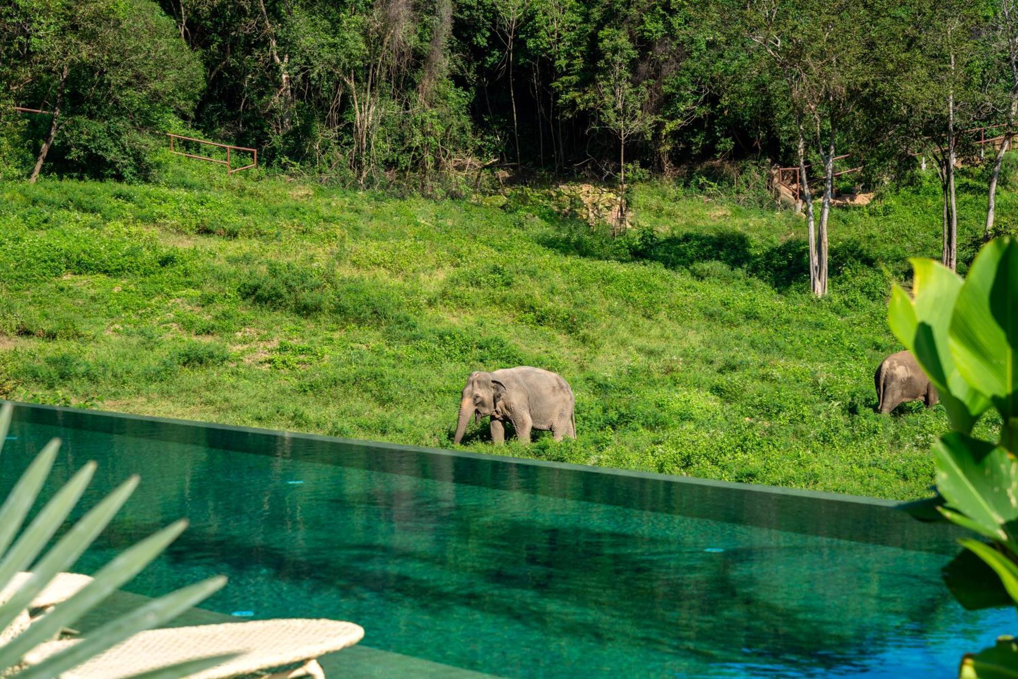 Wild Elephant Sanctuary Hotel