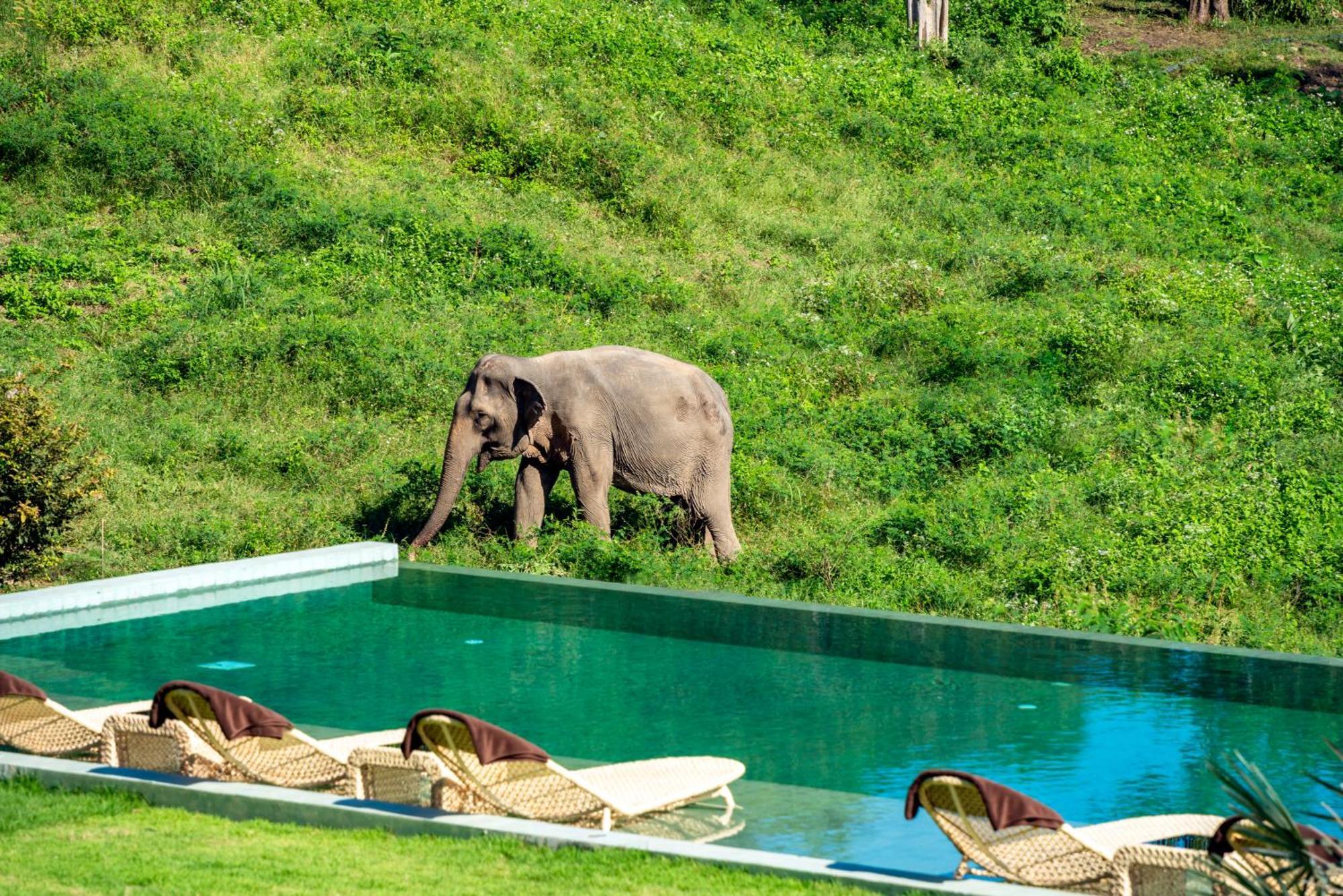 Wild Elephant Sanctuary Amphoe Koksamui