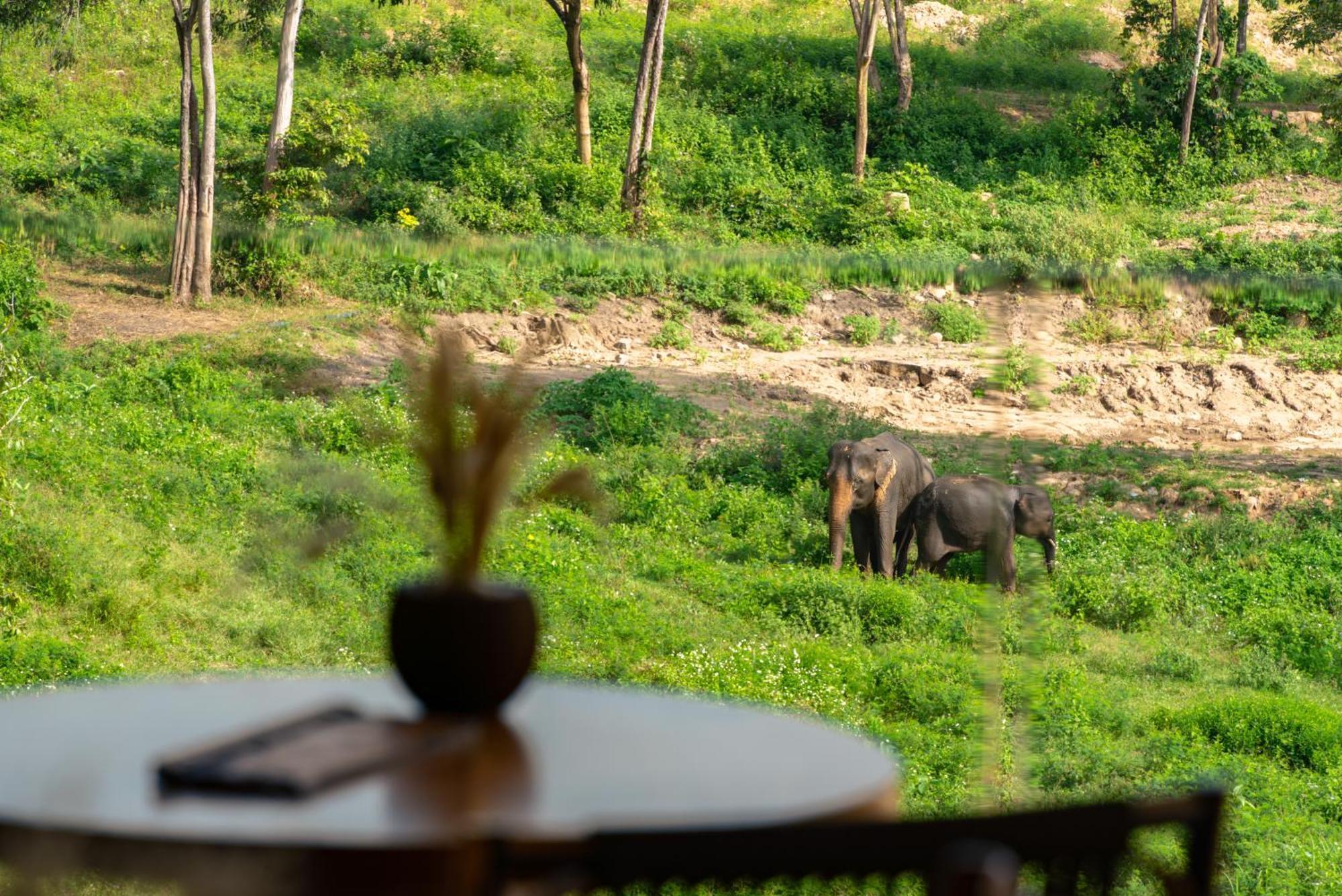Wild Elephant Sanctuary