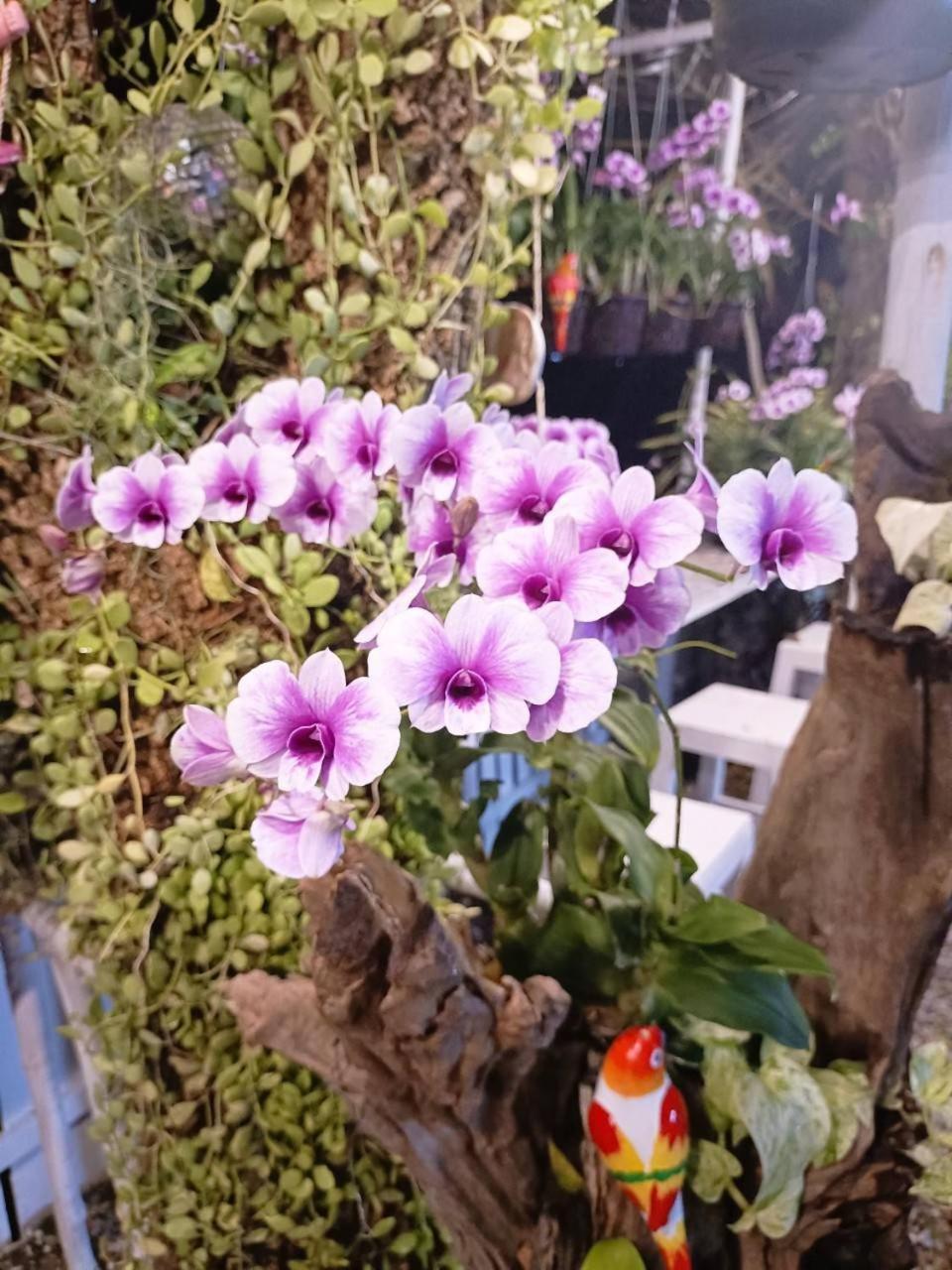 Saan Rak Prachuap Khiri Khan