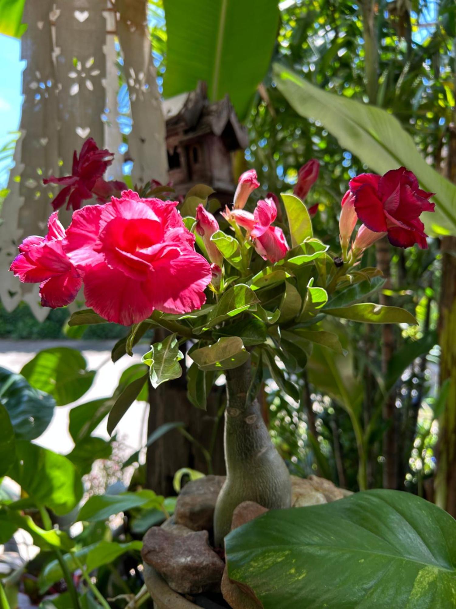 Hongkhao Village Resort Chiang Mai