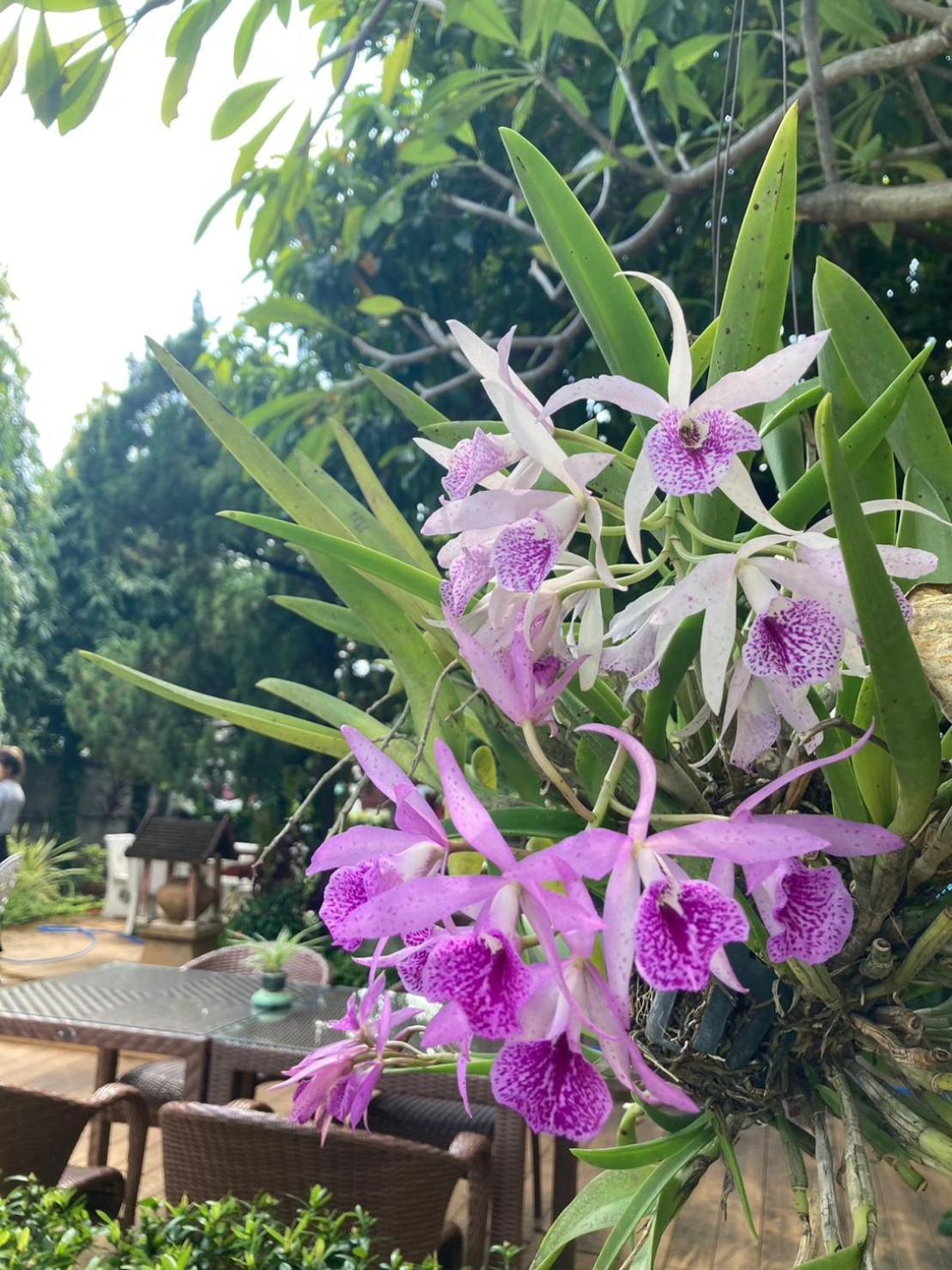 Wiriya House Hostel Chiang Mai