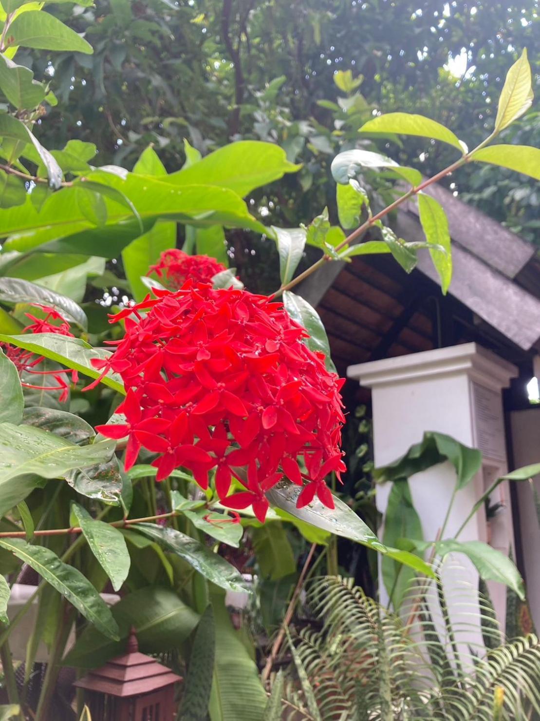 Wiriya House Hostel
