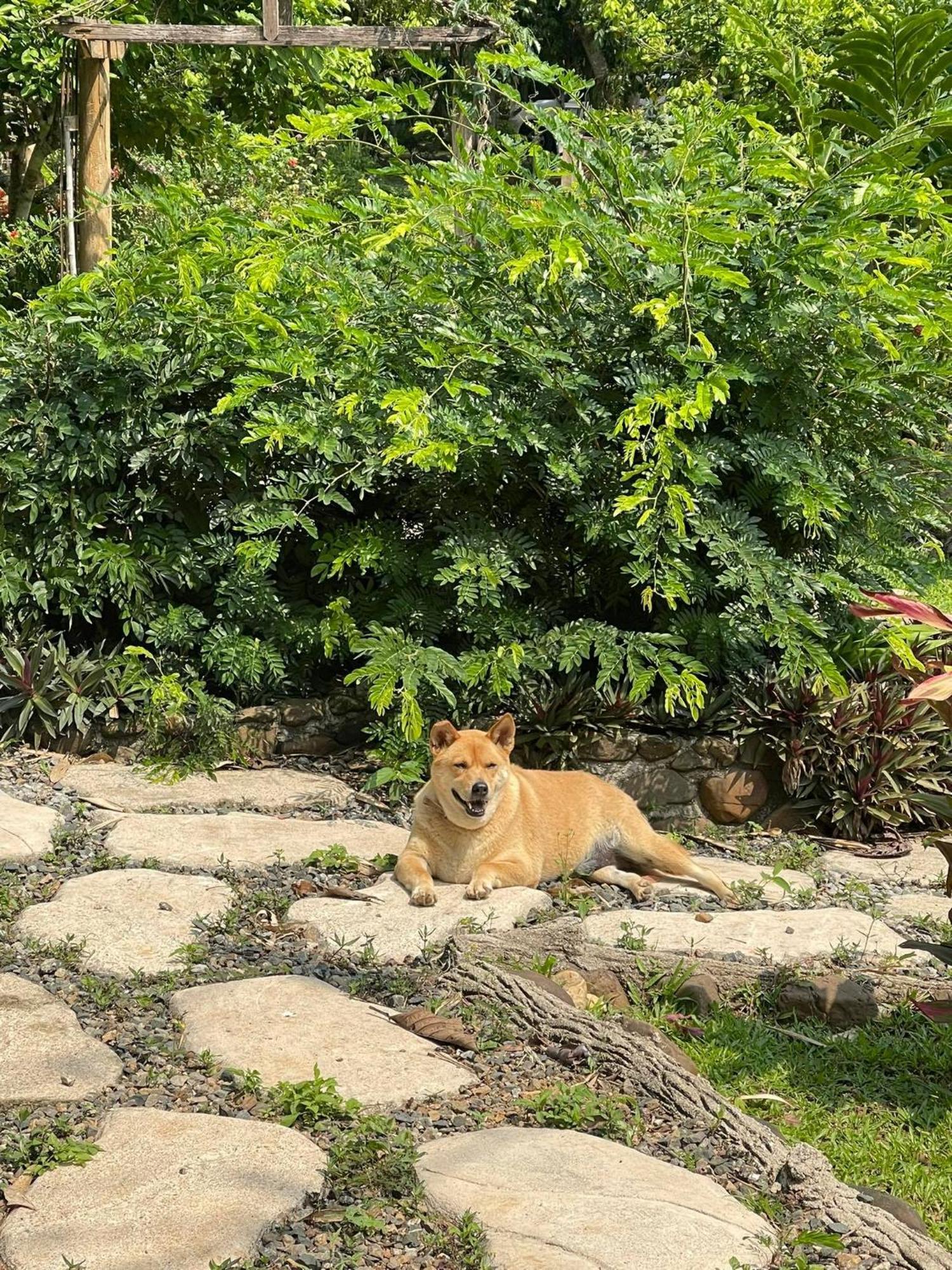 At Chiang Dao, Pooch Lovers Resort Ban Tham (Chiang Dao)